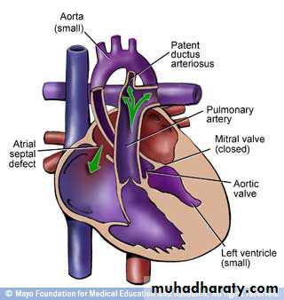 Cardiovascular System ppt