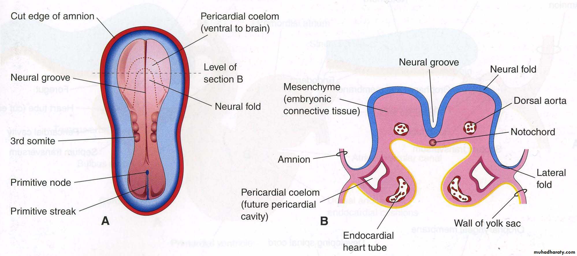 Cardiovascular System ppt