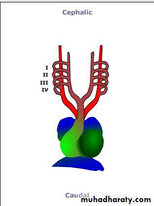 Cardiovascular System ppt