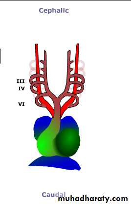 Cardiovascular System ppt