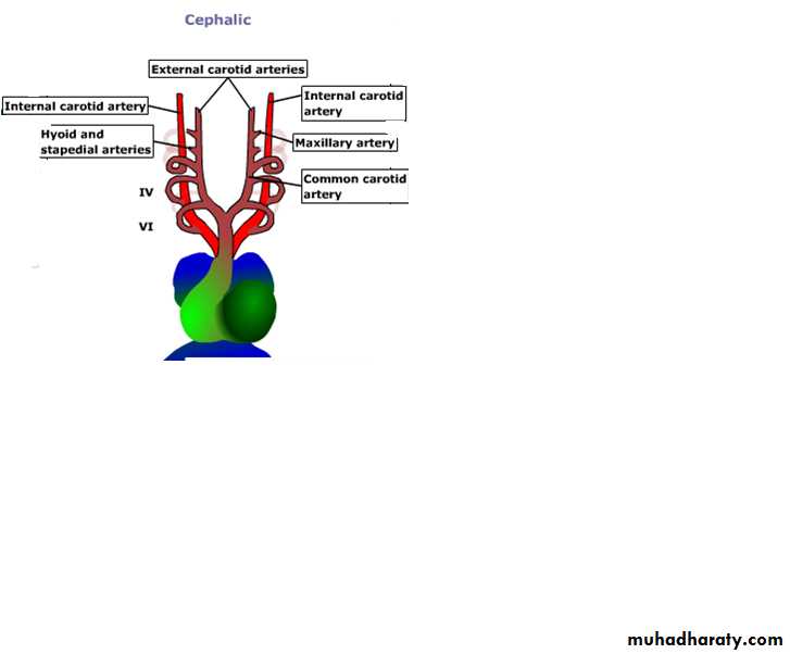 Cardiovascular System ppt