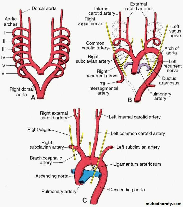 Cardiovascular System ppt