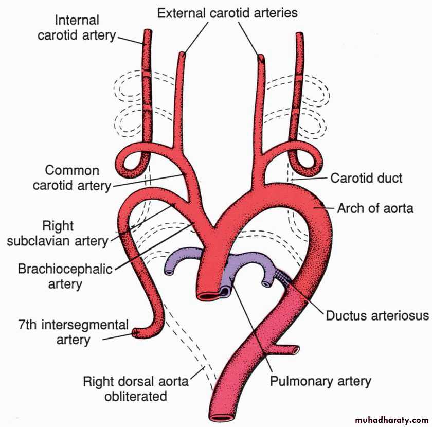Cardiovascular System ppt