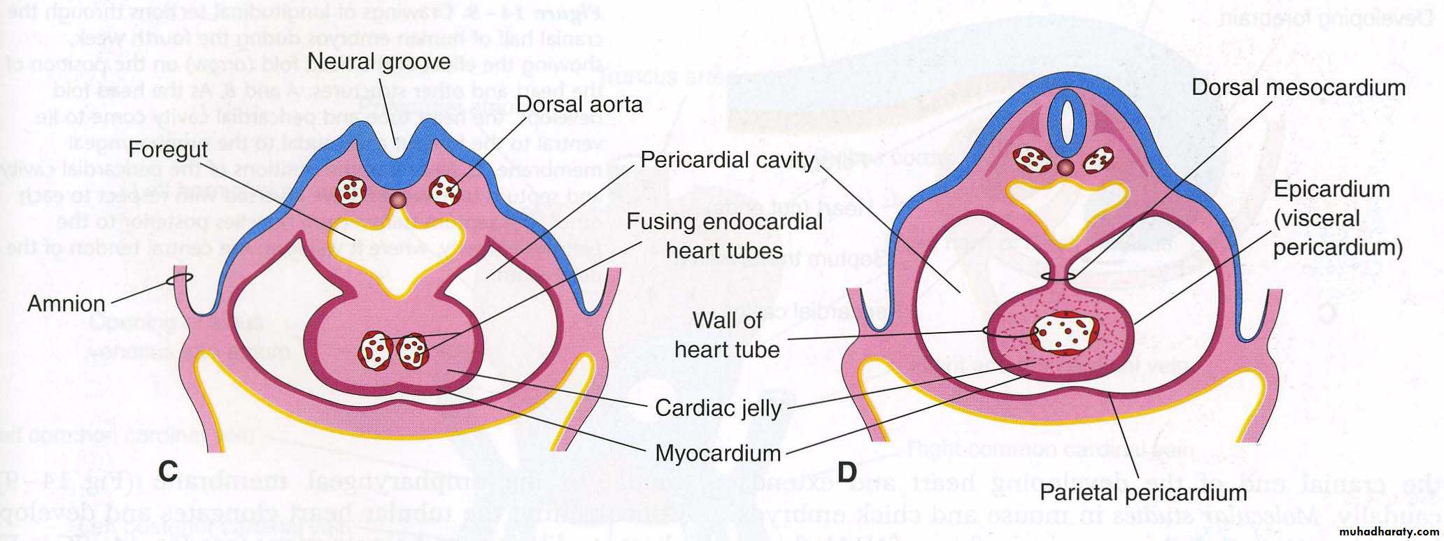 Cardiovascular System ppt