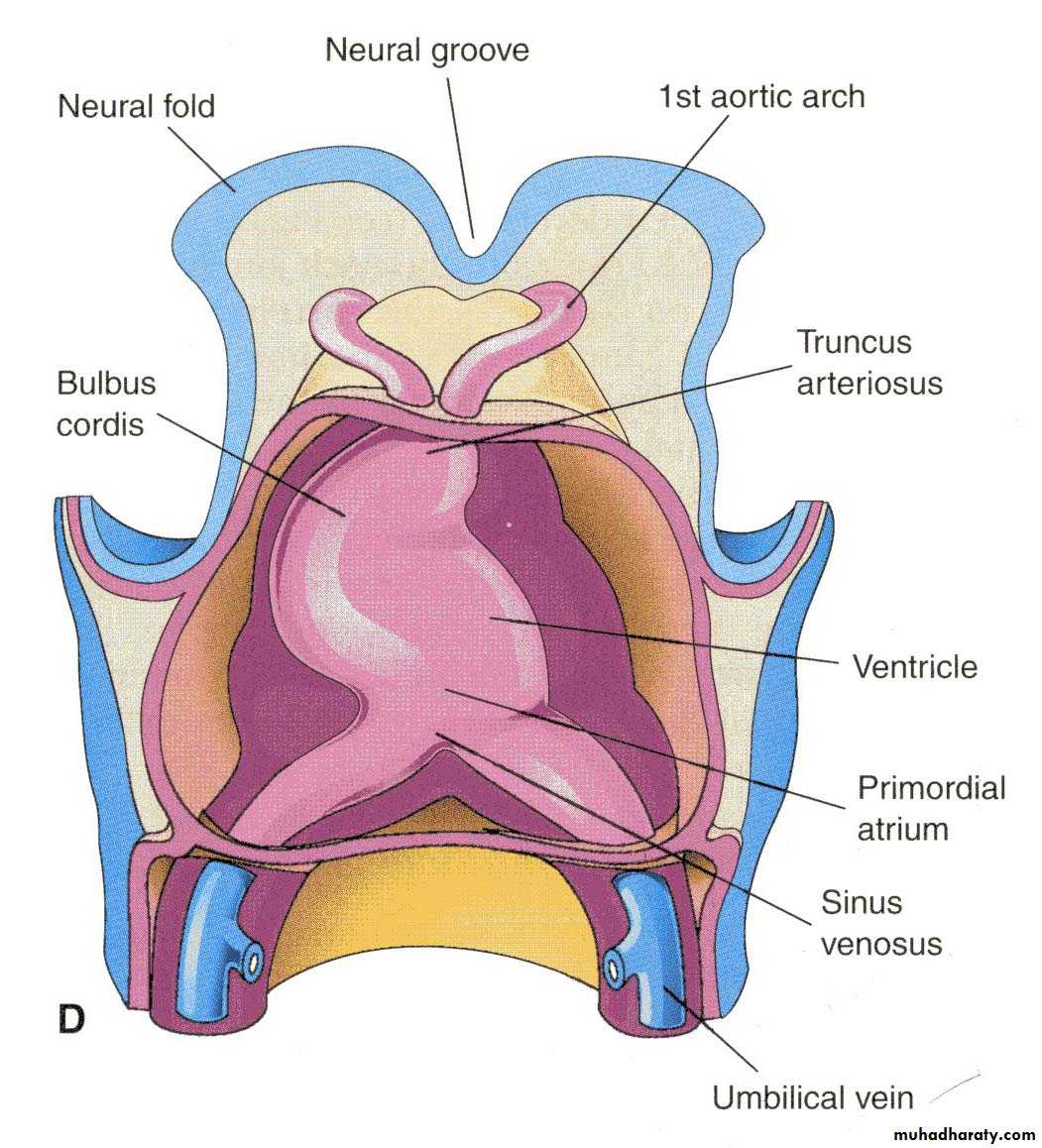 Cardiovascular System ppt