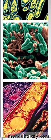 mycobacterium