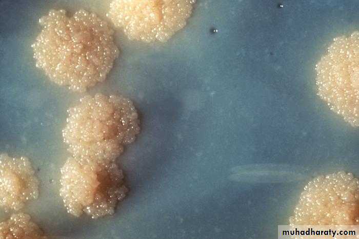mycobacterium