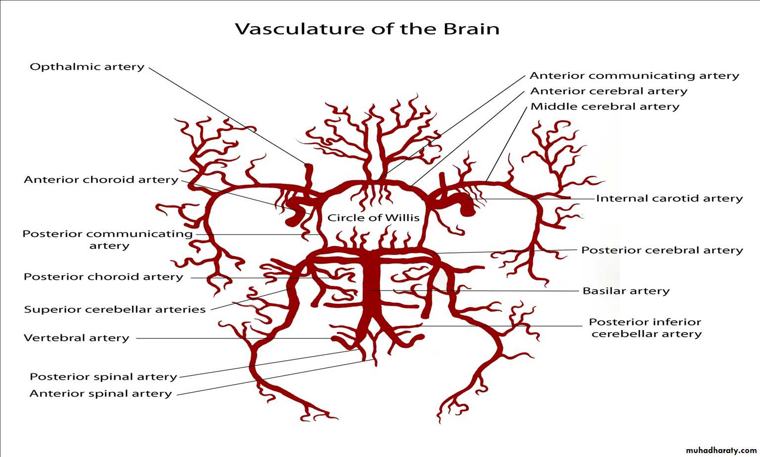 Brain