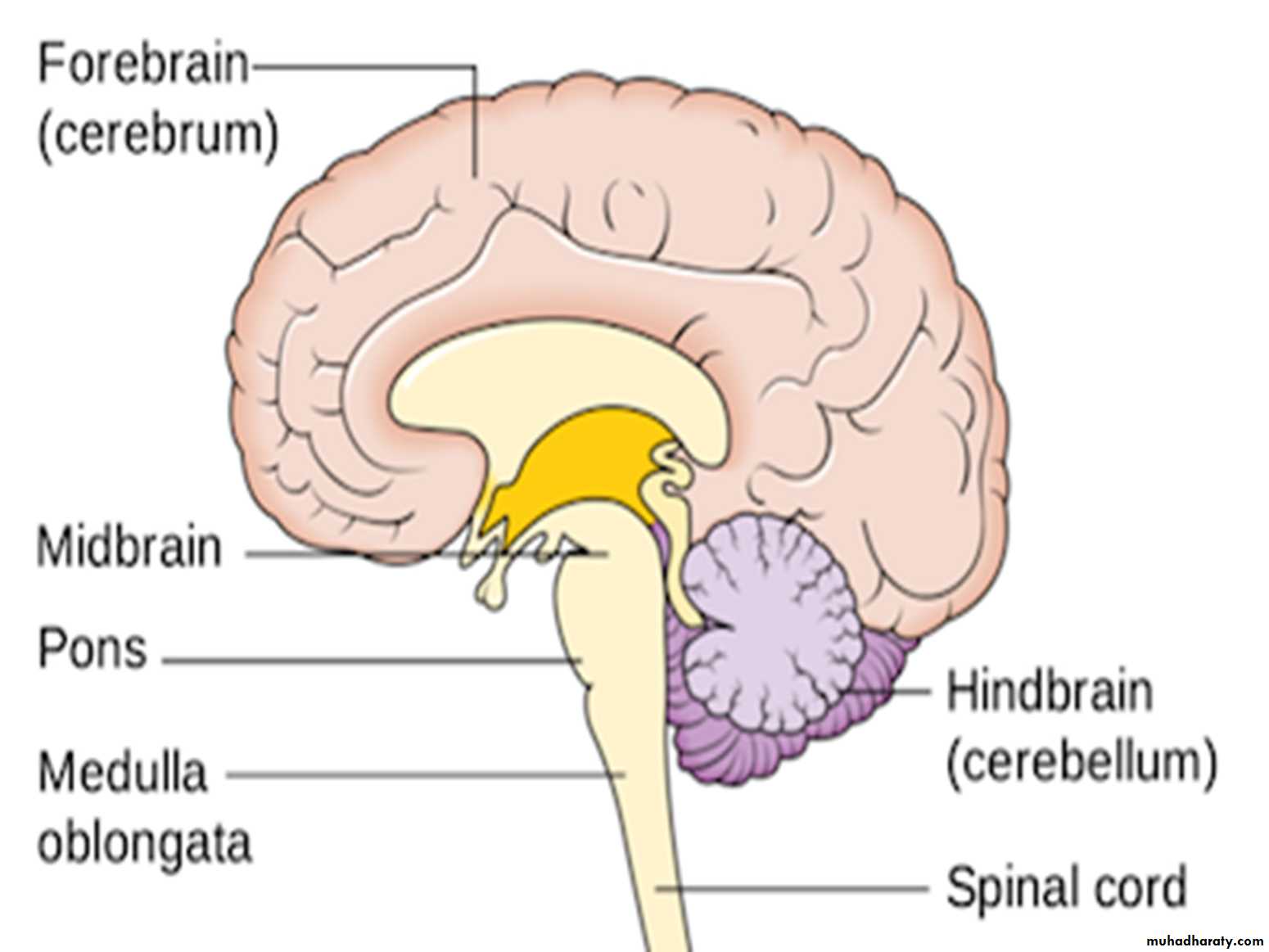 Brain