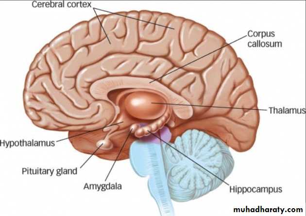 Brain