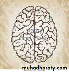 Brain