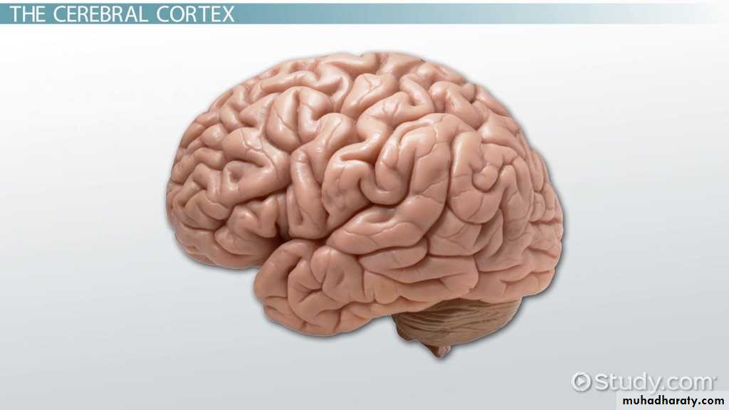 Brain