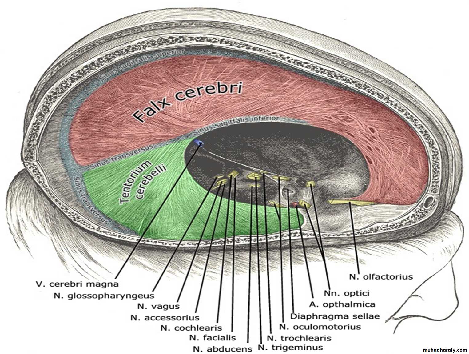 Brain