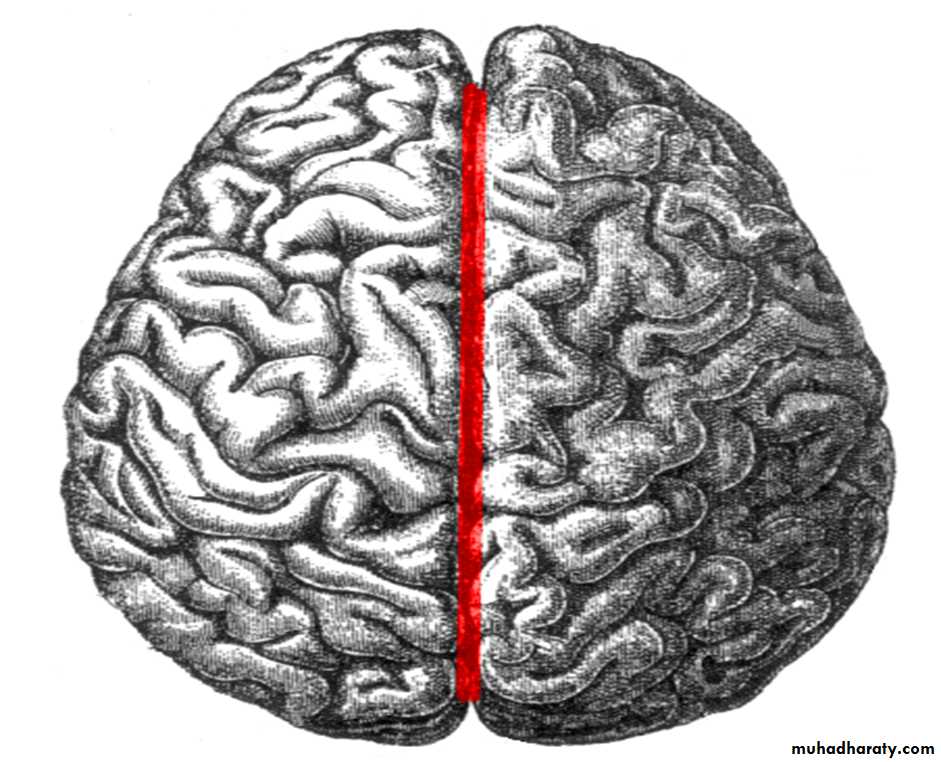 Brain