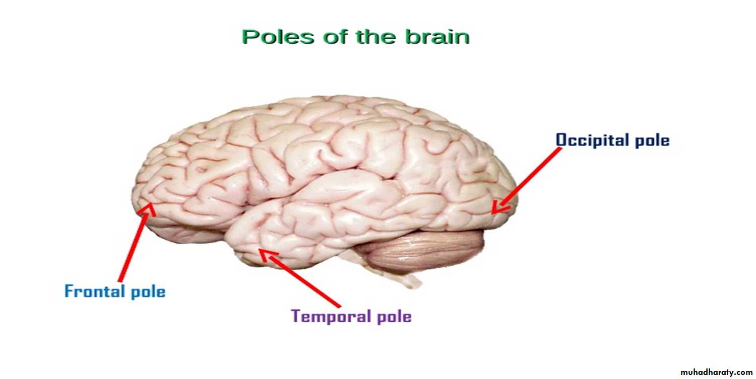 Brain