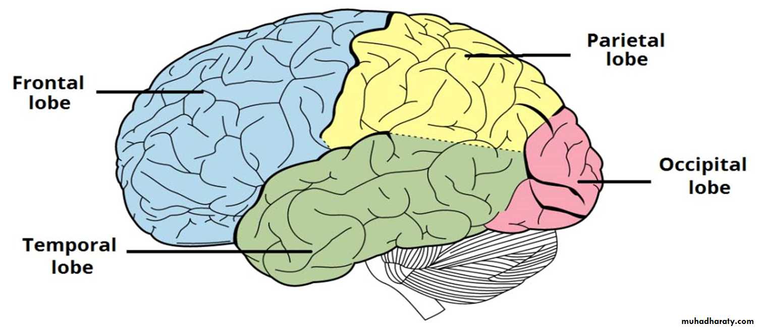 Brain