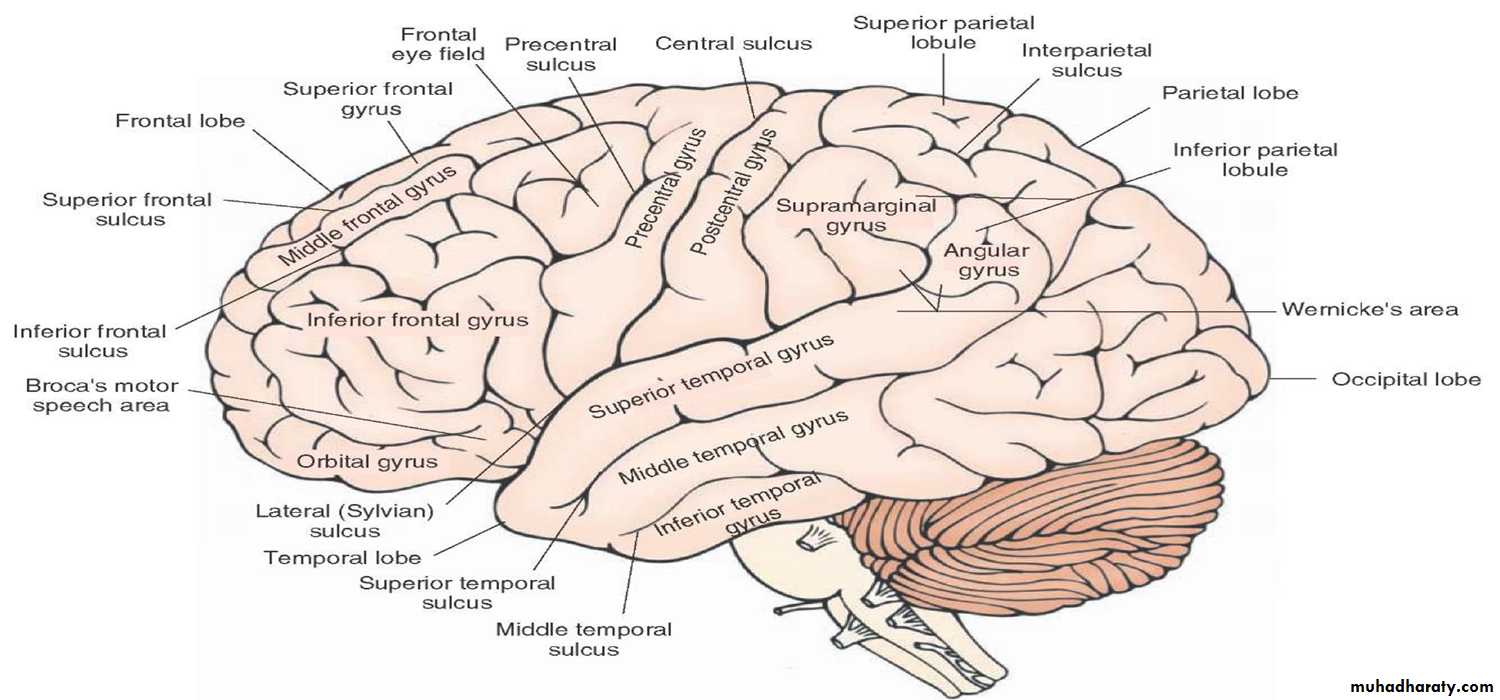 Brain