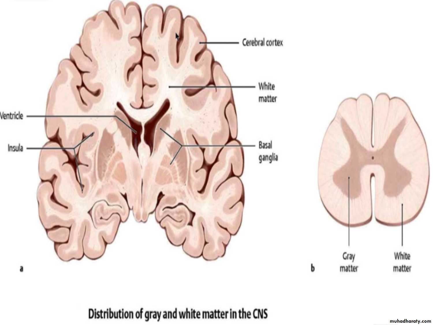 Brain