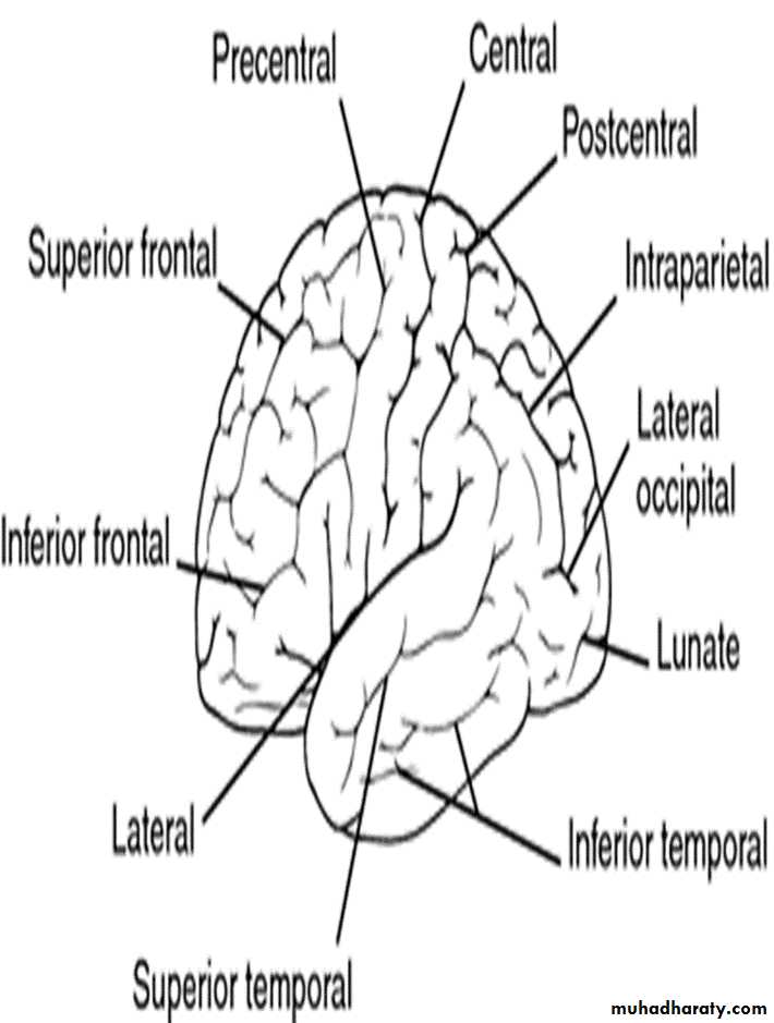 Brain