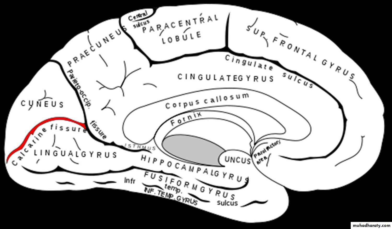Brain