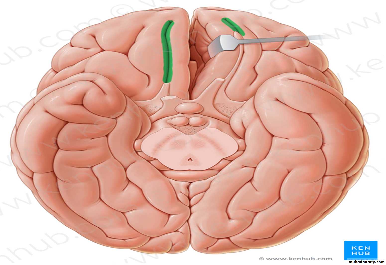 Brain