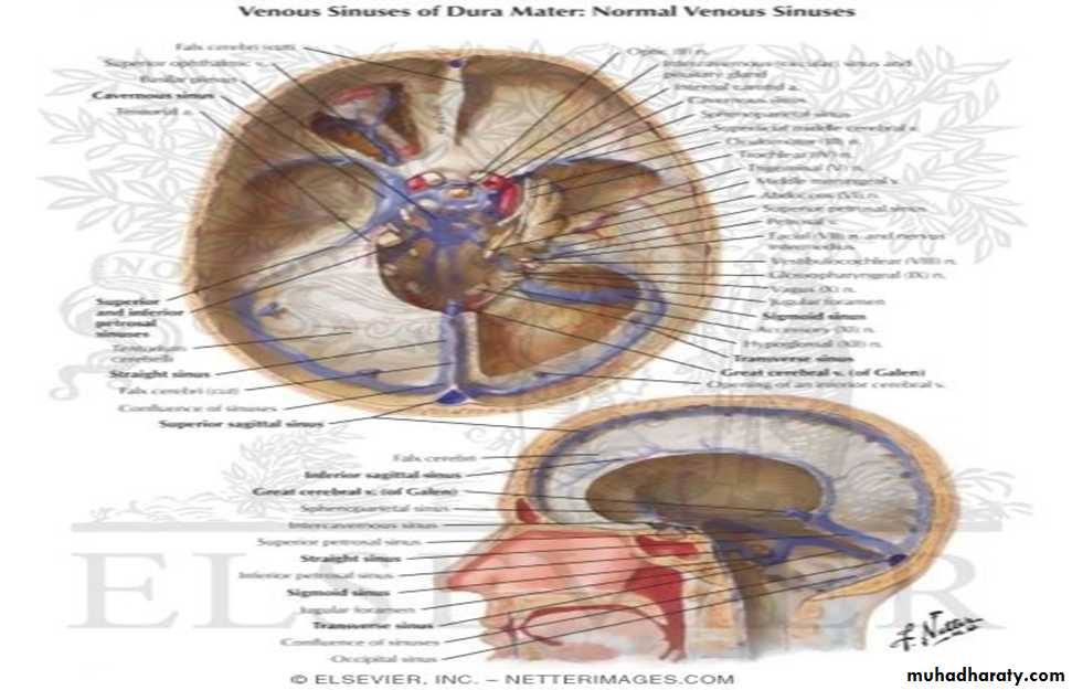 Brain