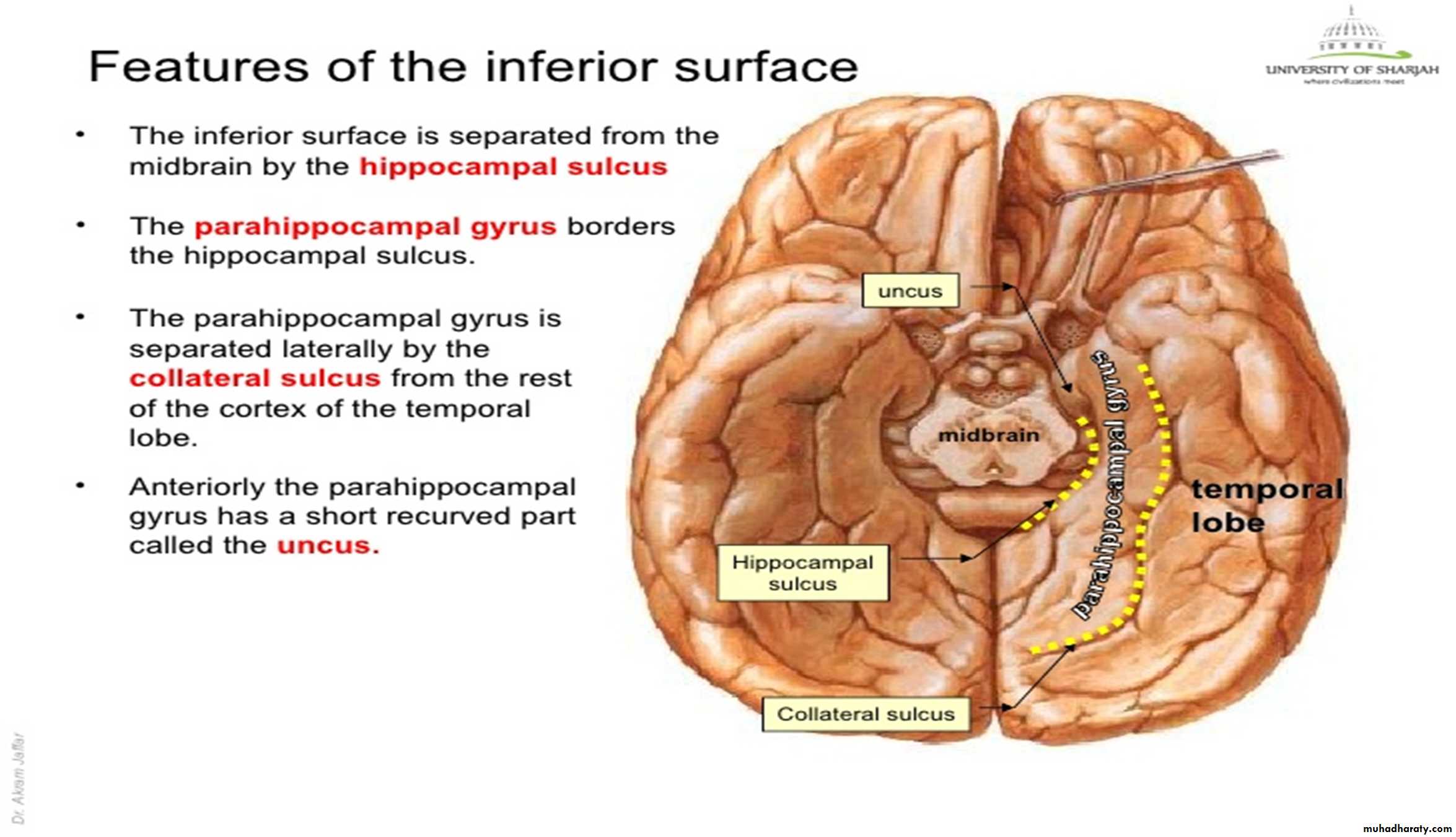 Brain