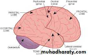 Brain