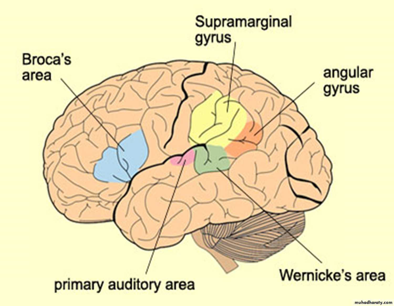 Brain