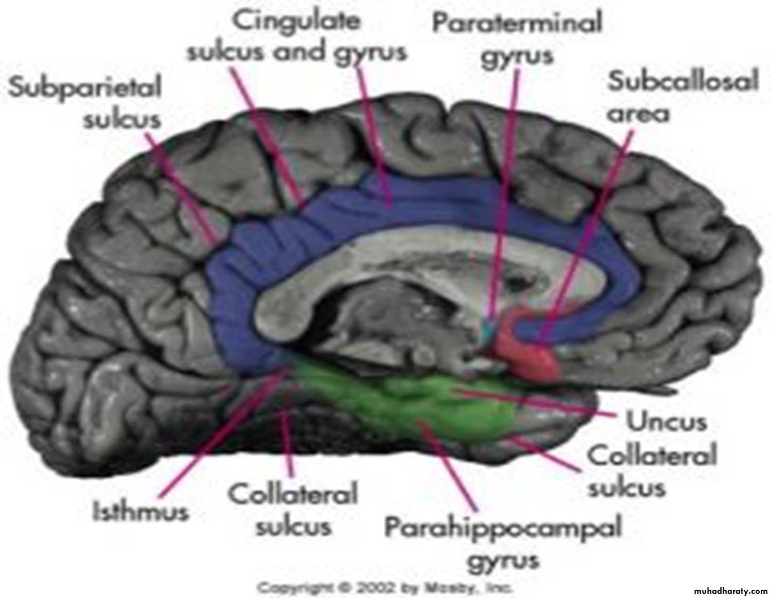 Brain