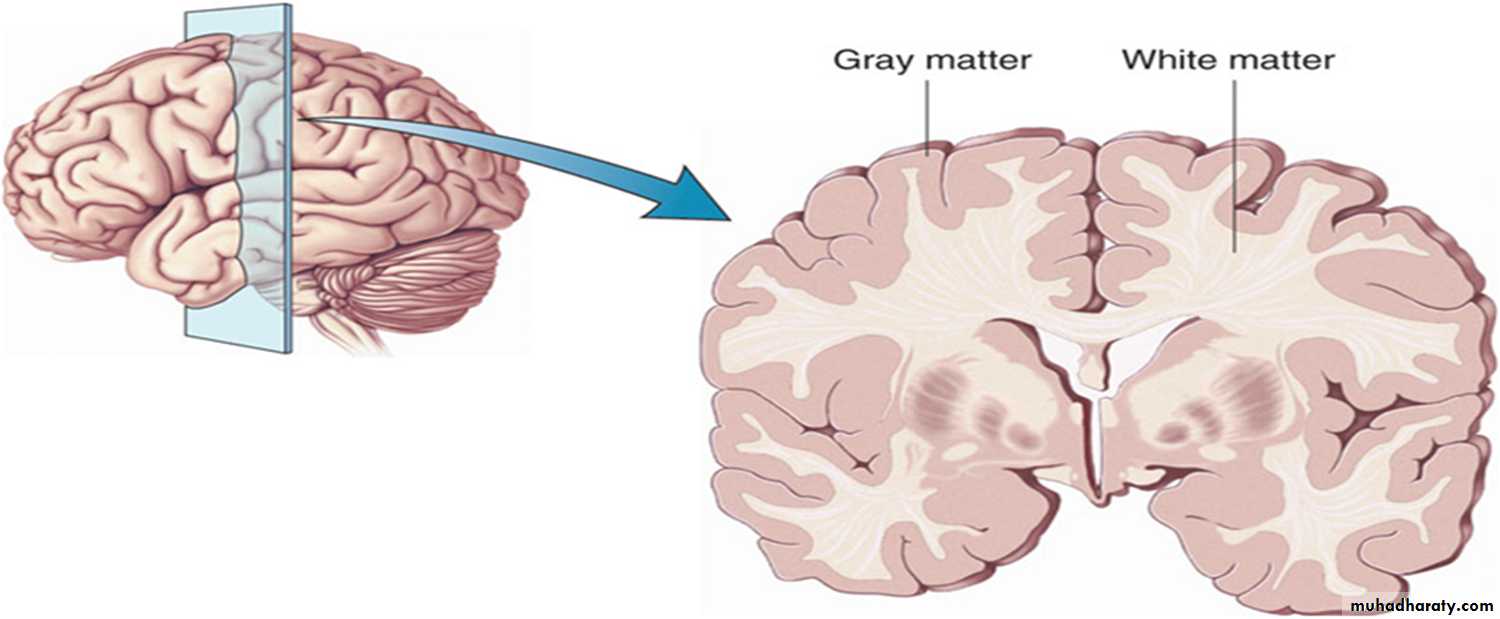 Brain