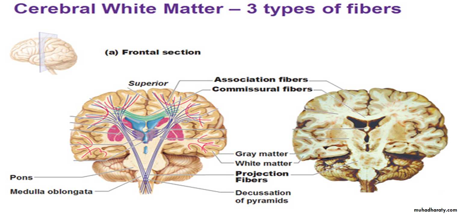 Brain
