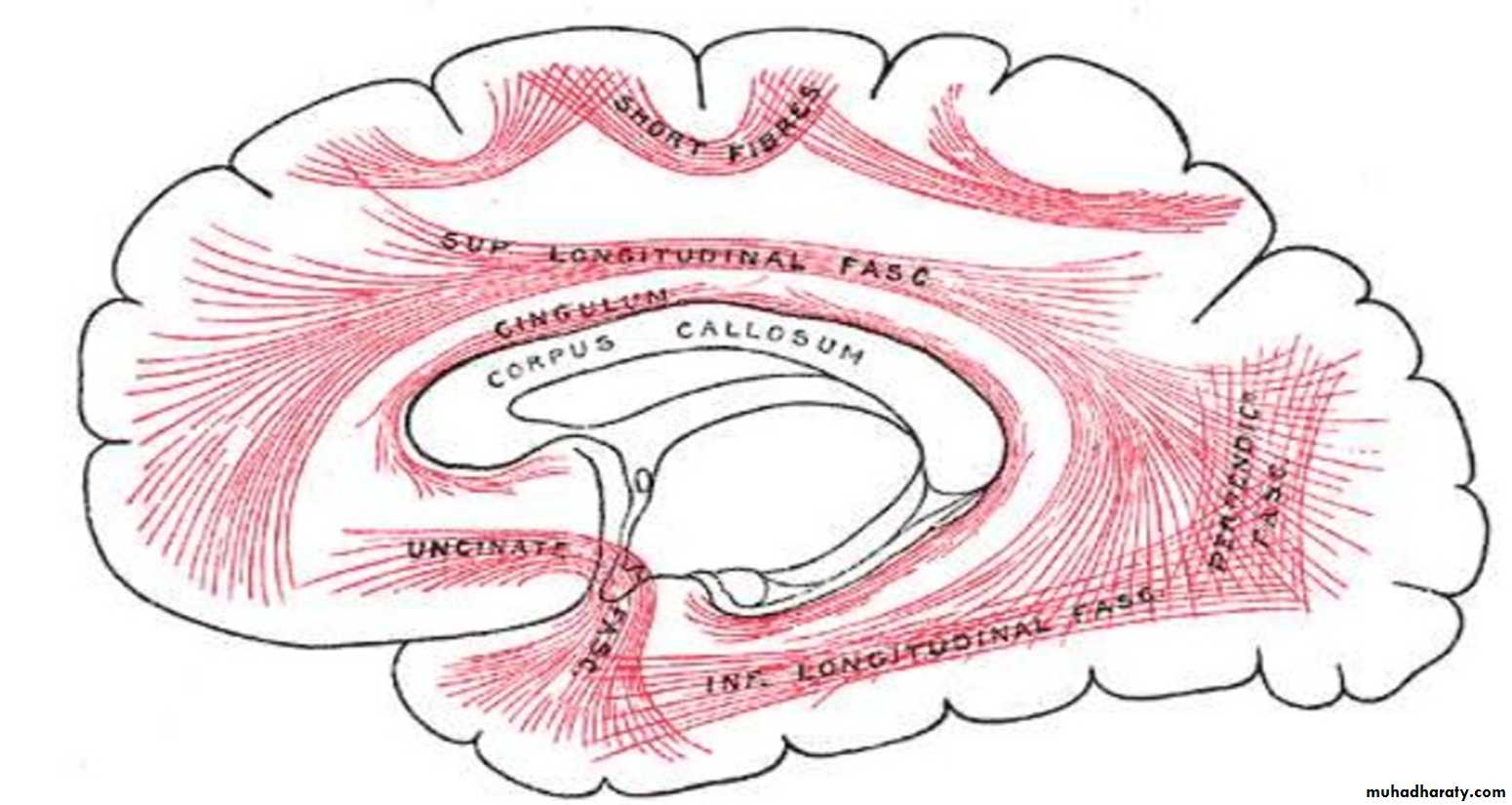Brain