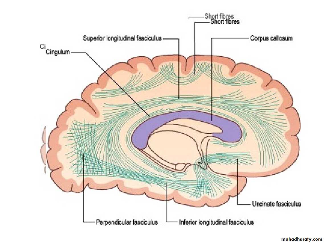 Brain