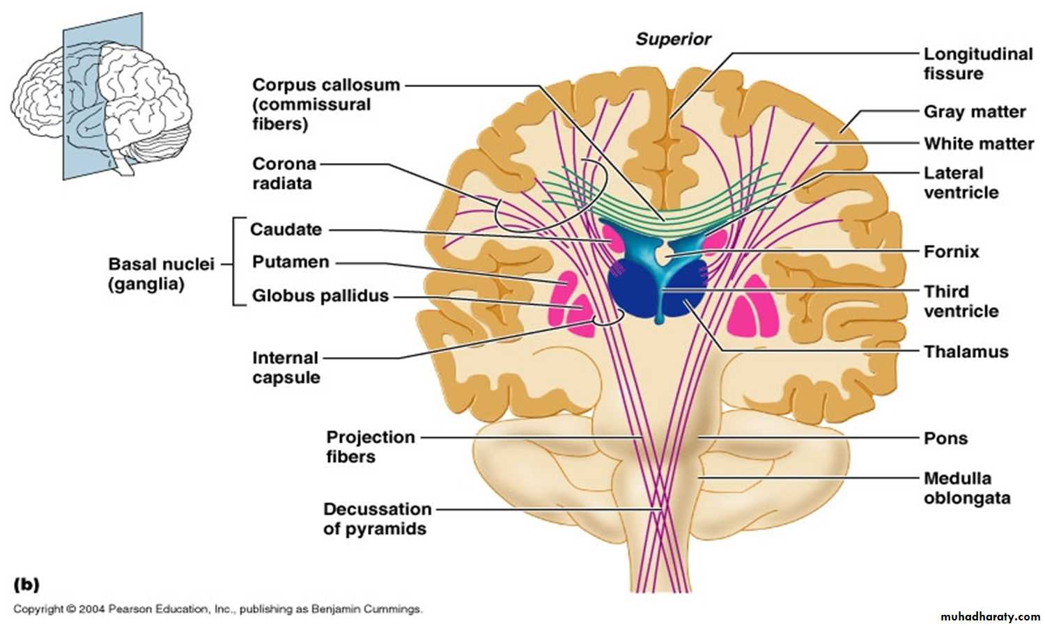 Brain