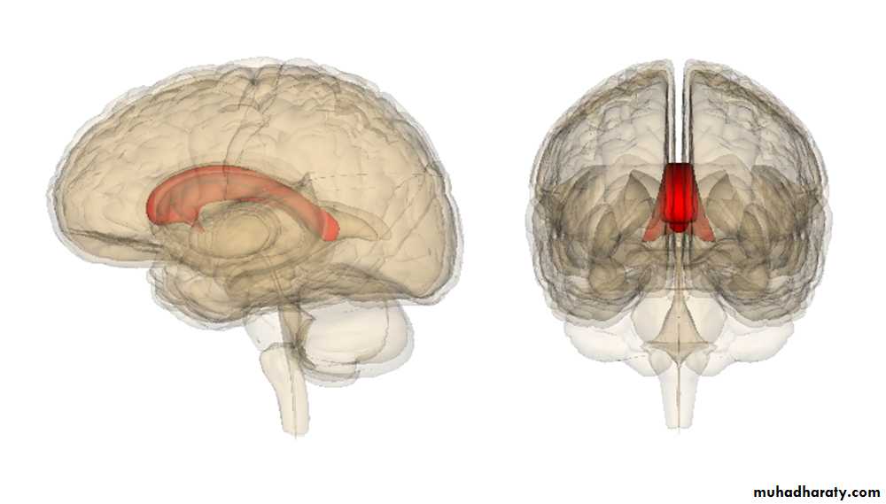 Brain