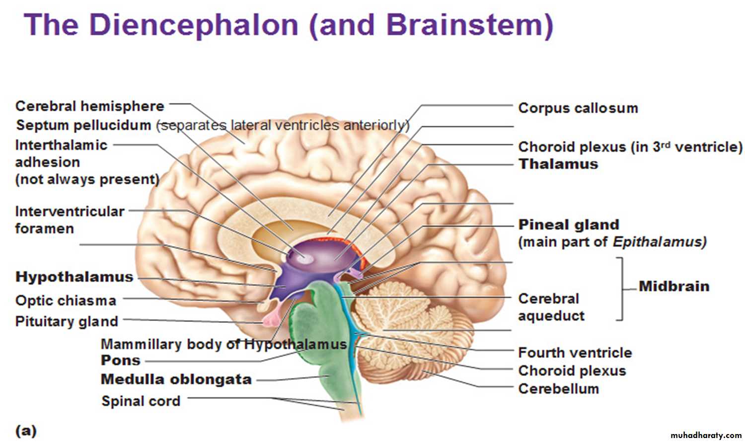 Brain