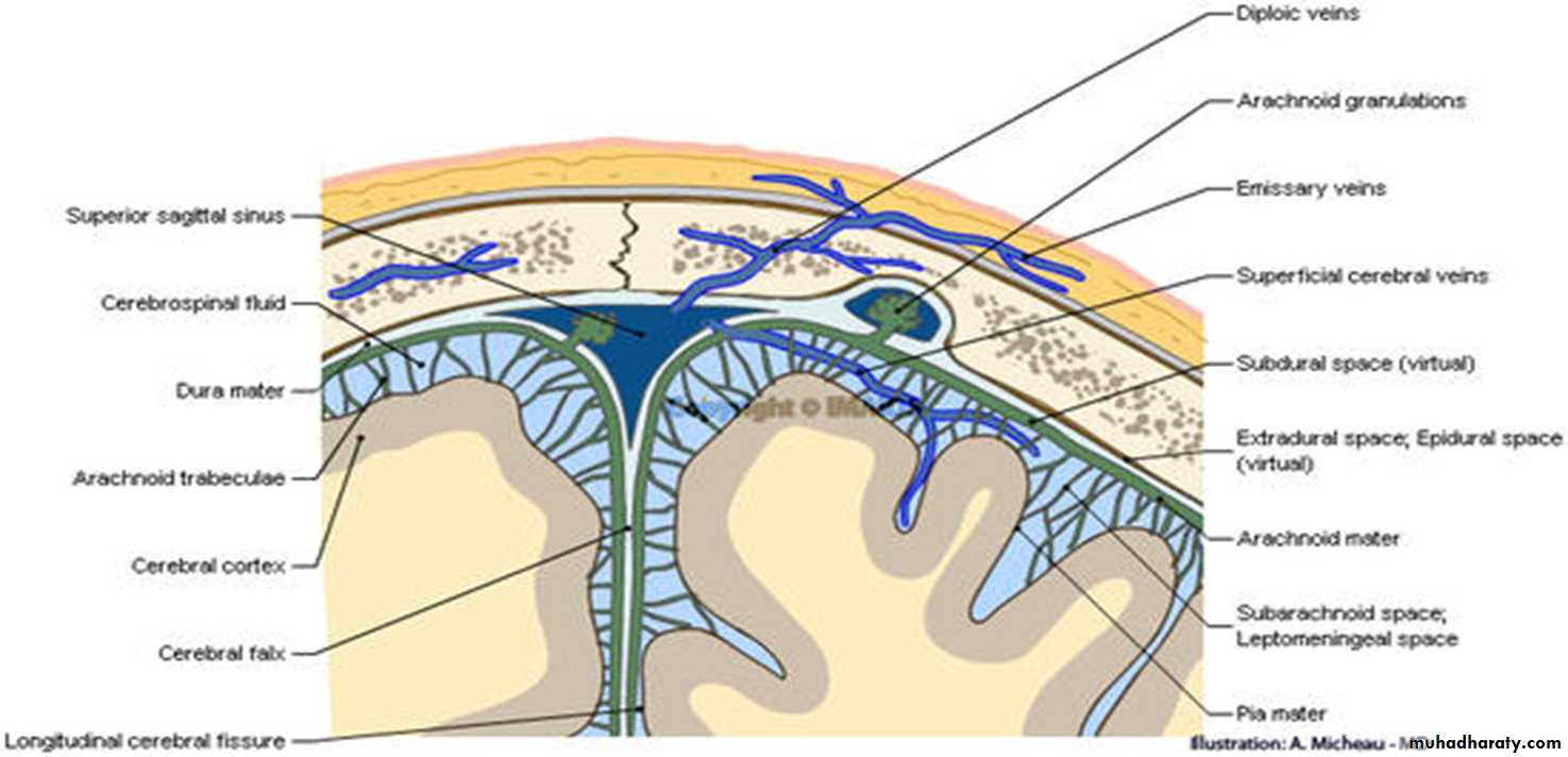 Brain