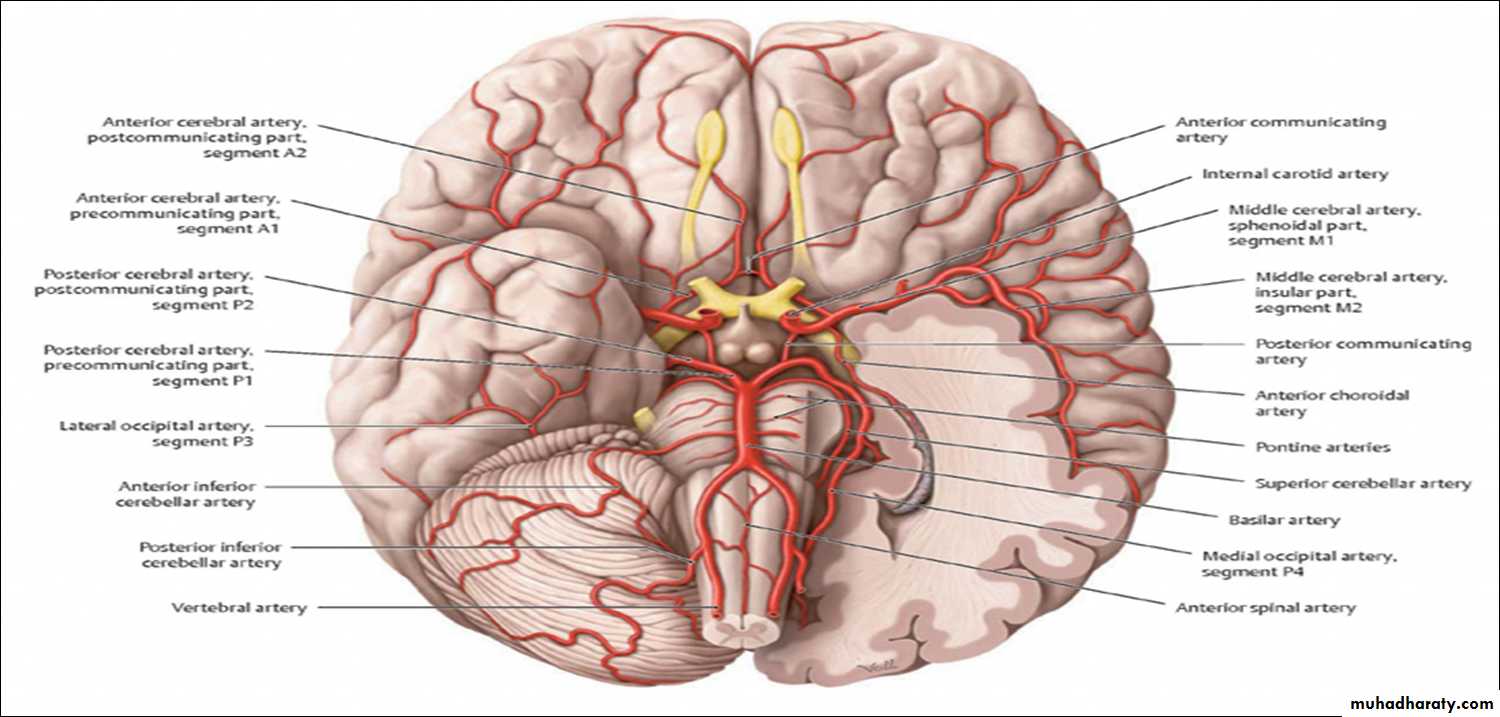 Brain