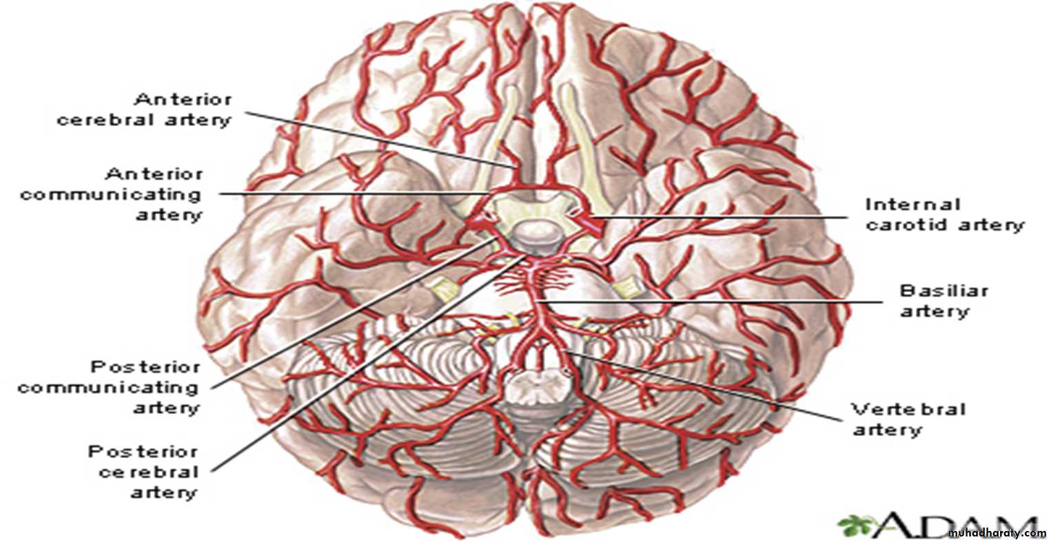 Brain