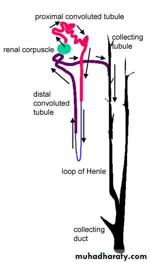 General histo theory