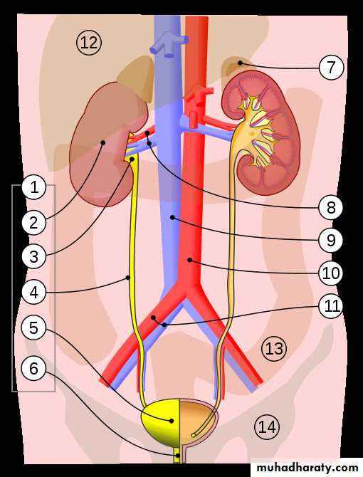 General histo theory