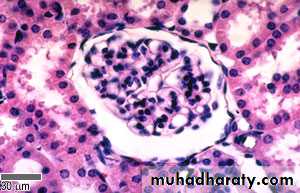 General histo theory