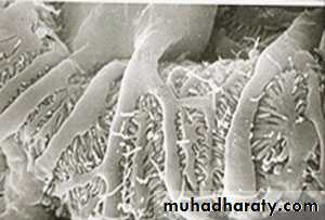 General histo theory