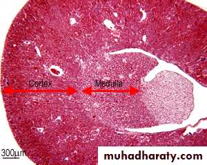 General histo theory