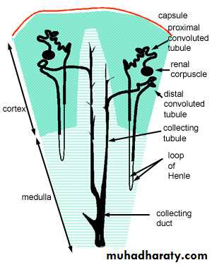 General histo theory