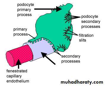 General histo theory