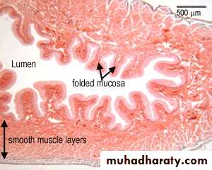 General histo theory