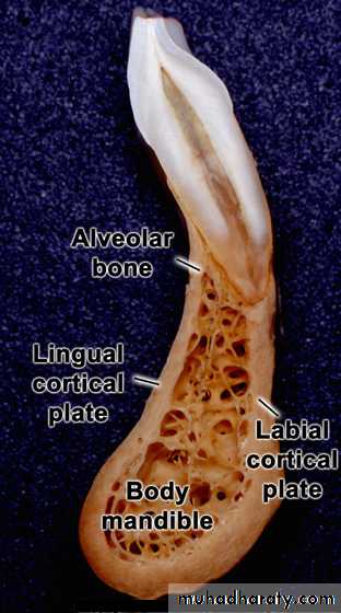 lec.3Alveolar Process (Bone)