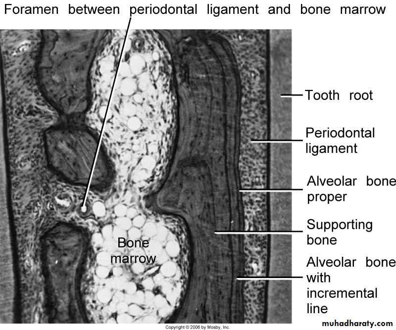 lec.3Alveolar Process (Bone)